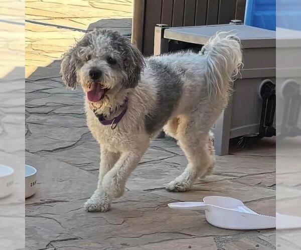Medium Photo #3 Poodle (Miniature)-Unknown Mix Puppy For Sale in San Diego, CA, USA