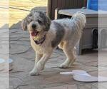 Small #2 Poodle (Miniature) Mix