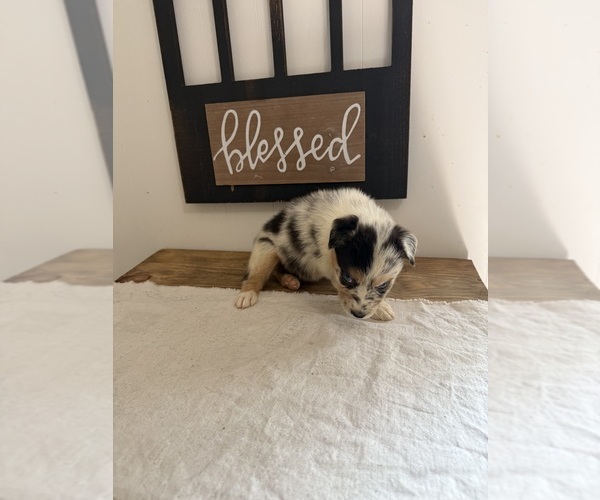Medium Photo #3 Australian Shepherd Puppy For Sale in FORSYTH, GA, USA