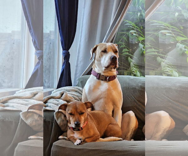 Medium Photo #5 American Bulldog-Labrador Retriever Mix Puppy For Sale in Chico, CA, USA