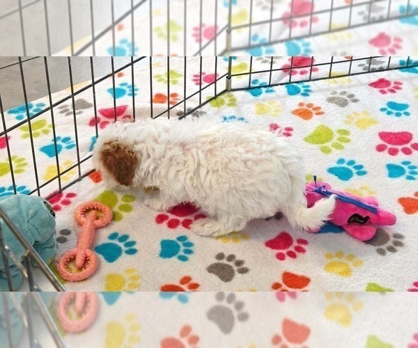 Medium Photo #8 Cavapoo (Miniature)-Poodle (Toy) Mix Puppy For Sale in ORO VALLEY, AZ, USA