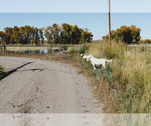 Mother of the Labrador Retriever puppies born on 05/23/2025