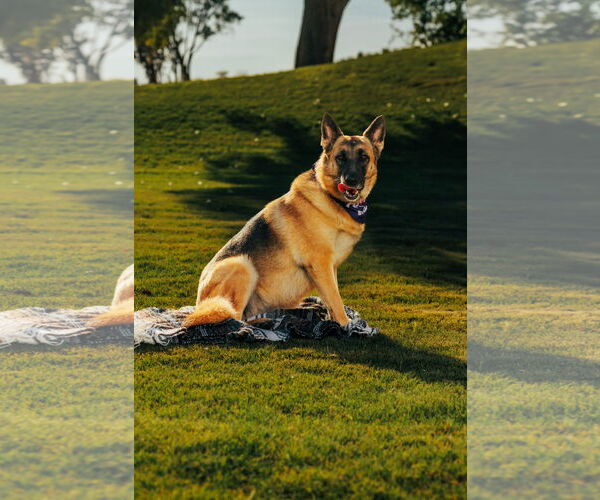 Medium Photo #1 German Shepherd Dog Puppy For Sale in Chandler, AZ, USA