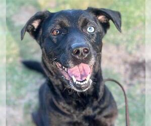 Labrador Retriever-Unknown Mix Dogs for adoption in Orange, CA, USA