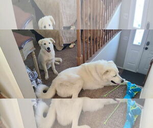 Great Pyrenees Dogs for adoption in Bountiful, UT, USA