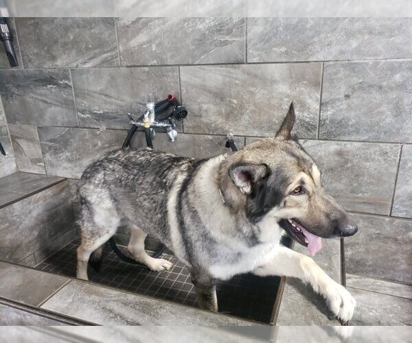 Medium Photo #5 German Shepherd Dog Puppy For Sale in Winston Salem, NC, USA