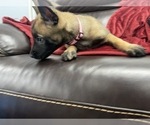 Small Photo #117 Belgian Malinois Puppy For Sale in REESEVILLE, WI, USA