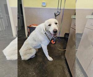 Akbash-Labrador Retriever Mix Dogs for adoption in Rockwall, TX, USA