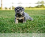Puppy 2 English Bulldog