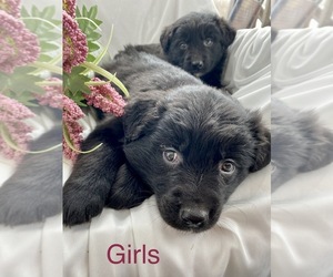 Border Collie-Golden Retriever Mix Dogs for adoption in ARMADA, MI, USA
