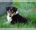 Small Photo #2 Collie Puppy For Sale in FREDERICKSBG, OH, USA
