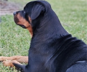 Mother of the Rottweiler puppies born on 02/14/2024