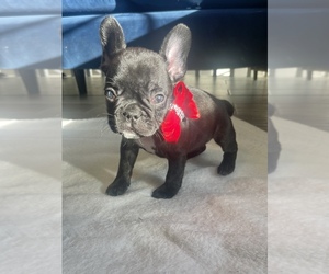 French Bulldog Puppy for sale in ATLANTA, GA, USA