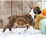 Small #6 Boxer