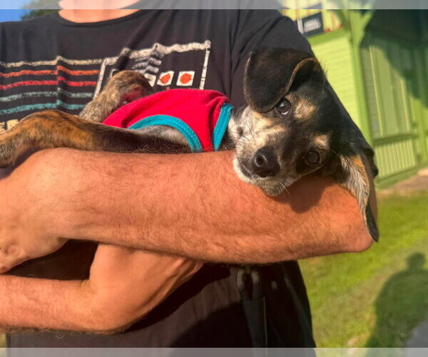 Medium Photo #3 Doxle Puppy For Sale in Germantown, OH, USA