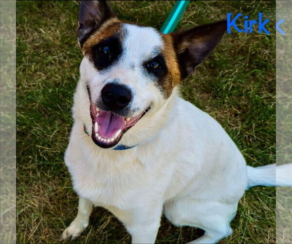 Medium Photo #2 Mutt Puppy For Sale in Aurora, IN, USA