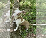 Small #2 Mutt