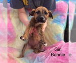 Small #10 Black Mouth Cur Mix