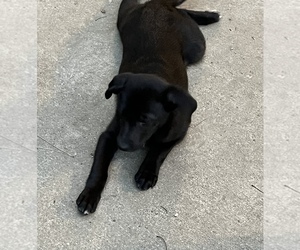 Australian Cattle Dog-Border Collie Mix Puppy for sale in SILVER CREEK, NY, USA