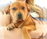 Small #4 Labrador Retriever Mix