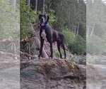 Small Photo #1 Great Dane Puppy For Sale in VANCOUVER, WA, USA