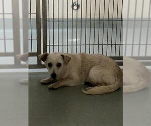 Chihuahua Dogs for adoption in South Lake Tahoe, CA, USA