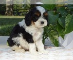Puppy Heather Cavapoo