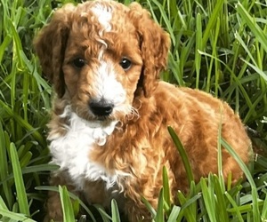 Goldendoodle Litter for sale in WINTER SPRINGS, FL, USA
