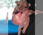 Small Photo #9 French Bulldog Puppy For Sale in PIONEER, CA, USA