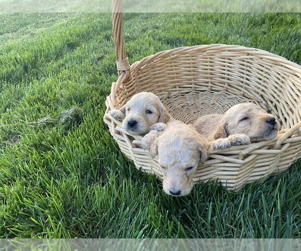 Medium Photo #2 Goldendoodle Puppy For Sale in WILEY, CO, USA