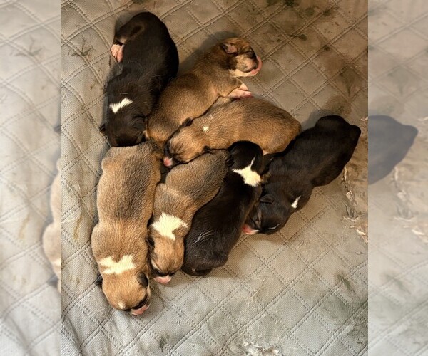 Medium Photo #2 Pembroke Welsh Corgi Puppy For Sale in EAGLE POINT, OR, USA