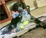 Small #3 German Shorthaired Pointer