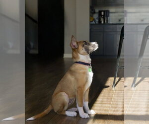 Fumie - Female Shepradors Dog for Adoption - Photo #6
