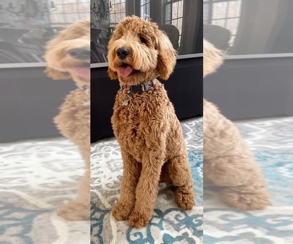 Medium Photo #3 Goldendoodle Puppy For Sale in KERNERSVILLE, NC, USA