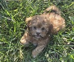 Puppy Bingo ShihPoo