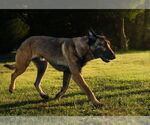 Small #5 German Shepherd Dog