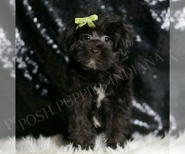Medium Photo #93 YorkiePoo Puppy For Sale in WARSAW, IN, USA