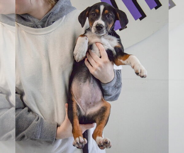 Medium Photo #3 Beagle-Unknown Mix Puppy For Sale in Huntley, IL, USA
