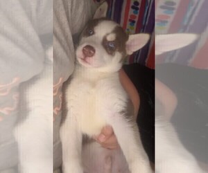 Siberian Husky Puppy for sale in OWENSBORO, KY, USA