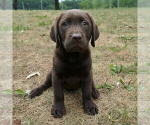 Labrador Retriever Puppy for sale in MILLERSTOWN, PA, USA