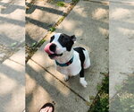 Small #46 American Pit Bull Terrier