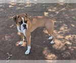 Small Boxer