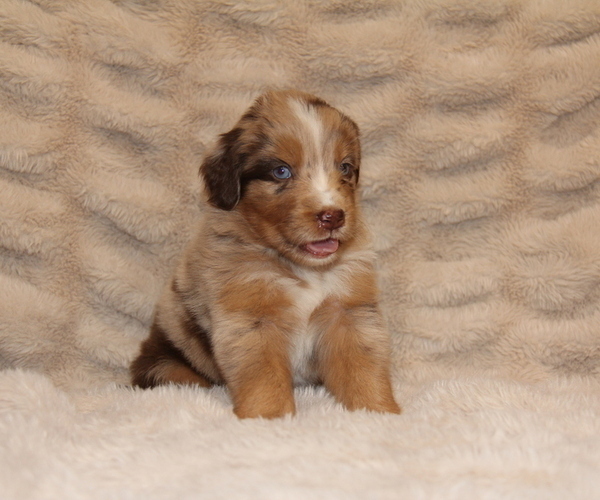 Medium Photo #7 Australian Retriever Puppy For Sale in STEWART, MS, USA