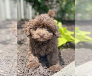 Havanese Puppy for sale in CANOGA, NY, USA