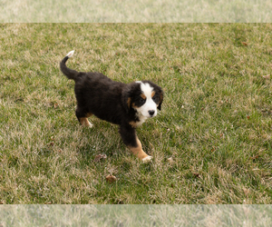 Shiba Inu Puppy for sale in SHIPSHEWANA, IN, USA