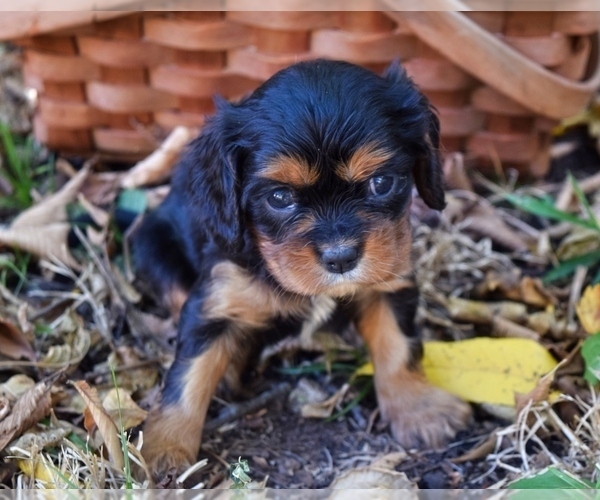 Medium Photo #1 Cavalier King Charles Spaniel Puppy For Sale in BARNESVILLE, KS, USA