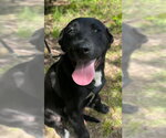 Small #4 Labrador Retriever Mix