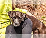 Small #7 Boxer Mix