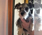 Small Photo #12 Schnauzer (Miniature) Puppy For Sale in CANBY, OR, USA