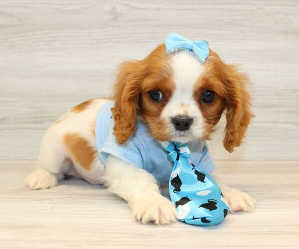 Medium Photo #2 Cavalier King Charles Spaniel Puppy For Sale in LAS VEGAS, NV, USA